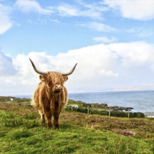 Highland Cattle