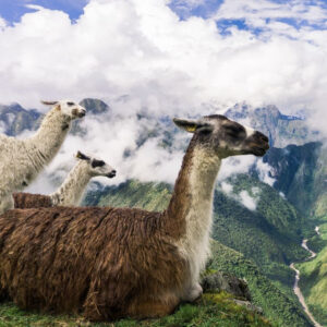 Llamas in Peru